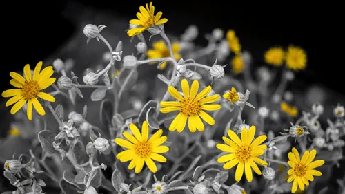 Brachyglottis 'Silver Dormouse', with bright yellow flowers